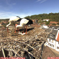 13_20-nest.jpg