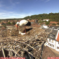 13_25-nest.jpg