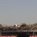 13_30-mast.jpg