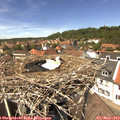 13_30-nest.jpg