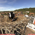 13_40-nest.jpg