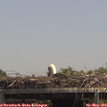 13_45-mast.jpg
