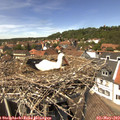 13_45-nest.jpg