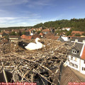 13_50-nest.jpg
