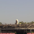 13_55-mast.jpg