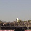 14_00-mast.jpg