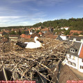 14_00-nest.jpg
