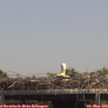 14_10-mast.jpg