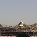 14_15-mast.jpg