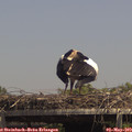 14_20-mast.jpg