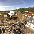 14_20-nest.jpg