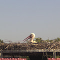 14_25-mast.jpg