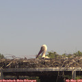 14_30-mast.jpg