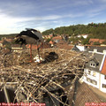 14_35-nest.jpg