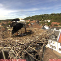 14_40-nest.jpg