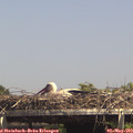 14_45-mast.jpg