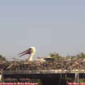 14_50-mast.jpg