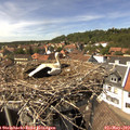 14_50-nest.jpg