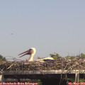 14_55-mast.jpg