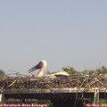 15_00-mast.jpg