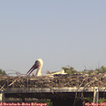 15_05-mast.jpg