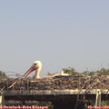 15_10-mast.jpg