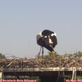 15_15-mast.jpg