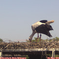 15_20-mast.jpg