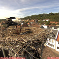 15_20-nest.jpg