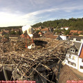 15_30-nest.jpg