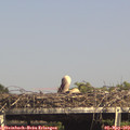 15_40-mast.jpg