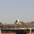 15_45-mast.jpg
