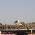15_50-mast.jpg