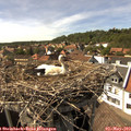 15_50-nest.jpg