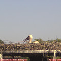 15_55-mast.jpg