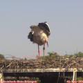 16_00-mast.jpg