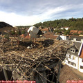 16_05-nest.jpg