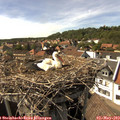 16_10-nest.jpg