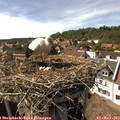 16_15-nest.jpg