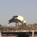 16_20-mast.jpg