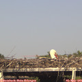 16_35-mast.jpg