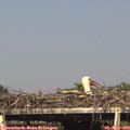16_50-mast.jpg