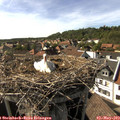 16_50-nest.jpg