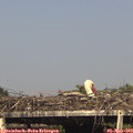 16_55-mast.jpg