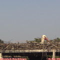 17_00-mast.jpg