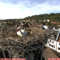 17_00-nest.jpg