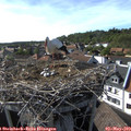 17_05-nest.jpg