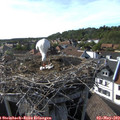17_10-nest.jpg