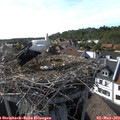 17_15-nest.jpg