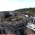 17_20-nest.jpg